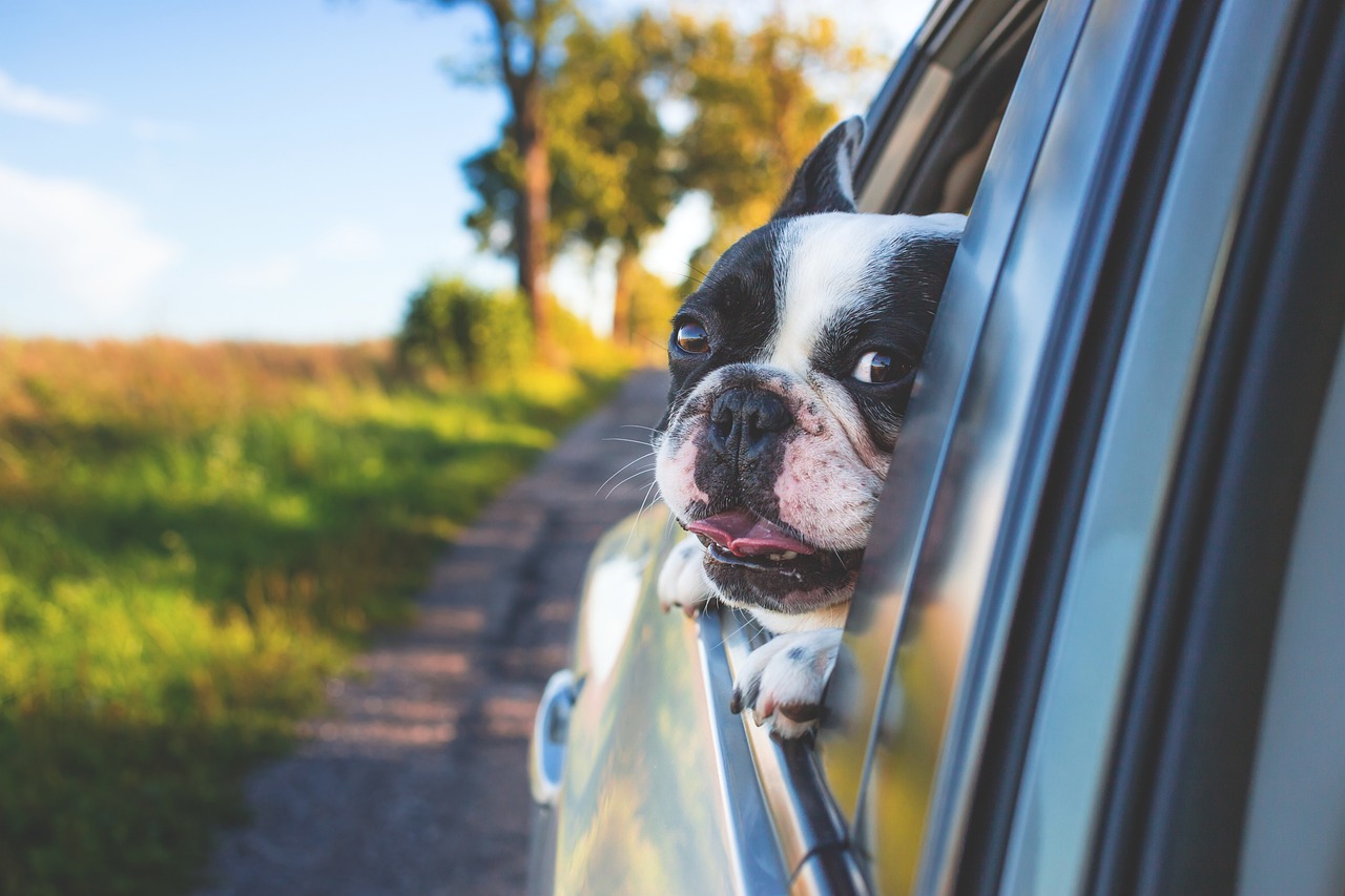 How to Make Nutritious Treats for Dogs